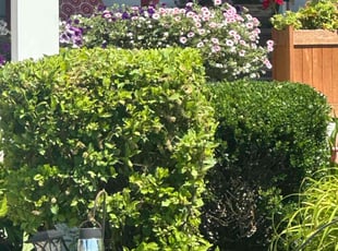 Denise K.'s Flower Bed Weeding service result