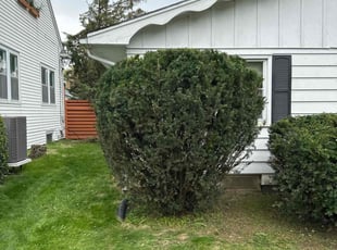 Bush Trimming by Josh Lafrancois for Robert B. in Moline, IL