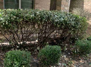 Bush Trimming by Felix Botello for Demond C. in Humble, TX