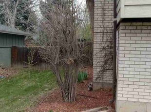 Bush Trimming by Jose Aranda for Shaun M. in Arvada, CO