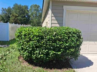 Sheila S.'s Bush Trimming service result