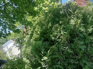 Bush Trimming by Peter Monopoli for Scott P. in Brockton, MA