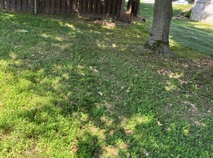 Nicholas M.'s Cleanups service result