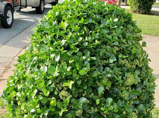 Bush Trimming by Marie Torres for Mode S. in Greensboro, NC