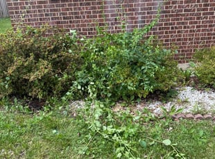 Angela F.'s Bush Trimming service result
