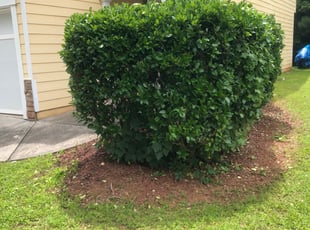 Bush Trimming by Jeff Foster for Anthony E. in Fairburn, GA