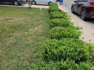 Bush Trimming by D'Shaun DuBois for Joan T. in New Braunfels, TX