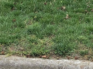 Cleanups by Donnie Jeffries for Chris c. in Springfield, MO
