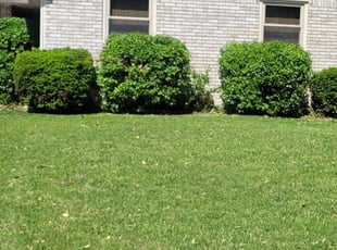 Bush Trimming by Jacob Lea for Jim B. in Wichita, KS