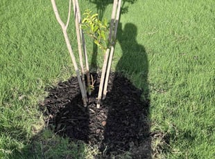 Donna M.'s Mulching service result