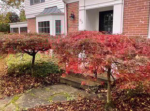 Bush Trimming by Alex Sanner for Heather E. in Columbus, OH