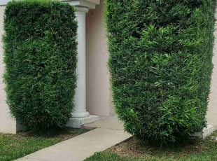 Bush Trimming by Leandro Lobo for Linda R. in Orlando, FL