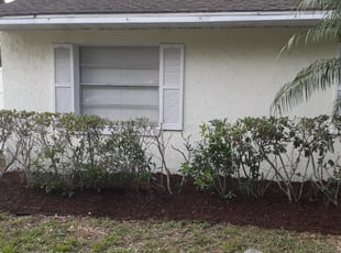 Bush Trimming by Isaac Laupola for Gary P. in DeLand, FL