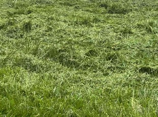 Kathryn B.'s Lawn Maintenance service result