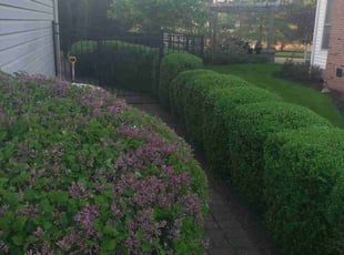 Bush Trimming by Mike Williams for Shukri H. in Hilliard, OH