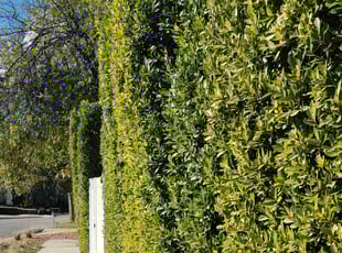 Bush Trimming by Douglas Rockford for Michael E. in Los Angeles, CA