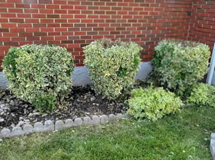 Bush Trimming by Curtis Holloway for Courtney L. in Baltimore, MD
