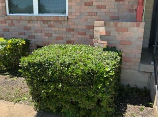 Bush Trimming by Juan Uribe for Bea B. in Dallas, TX