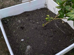 Weeding by Uriel Aldrete for Christina L. in Sacramento, CA