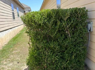 Bush Trimming by Carlos Arteaga for Joseph C. in San Antonio, TX