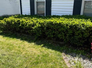 Bush Trimming by Jerry Ashlock for Rona F. in Fenton, MO