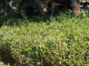 Bush Trimming by Steve Hughes for Anthony P. in Satellite Beach, FL