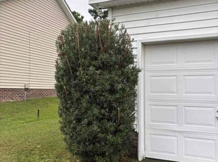 Caroline P.'s Bush Trimming service result