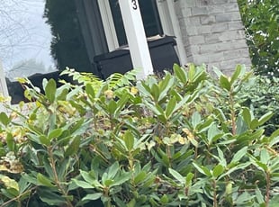 Bush Trimming by Miquail Keyes for John W. in Newark, DE