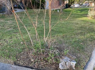 Bush Trimming by Timothy Cardinal for Venita Y. in Live Oak, TX