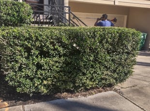 Bush Trimming by Ramon Flores for Ethan M. in Houston, TX