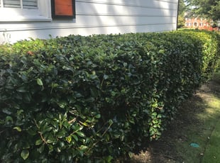 Teshia R.'s Bush Trimming service result