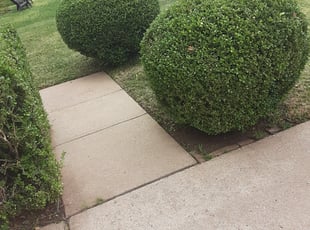Ahmed B.'s Bush Trimming service result