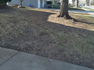 Leaf Removal by Julio Almestica for Angelique P. in Kansas City, MO