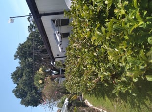 Bush Trimming by Robert Keene for Jim K. in Lake Wales, FL