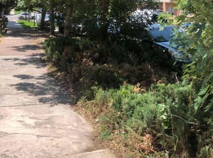 Bush Trimming by Trey Weiler for Paul F. in Denver, CO