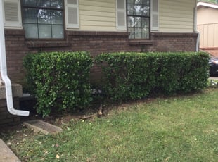 Bush Trimming by Melvin Pryor for Niyi D. in Nashville, TN
