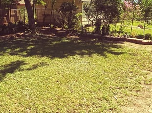 Leaf Removal by Mitch Mitchell for Aymer A. in Bellaire, TX