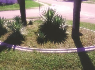 Weeding by Isabel Charrez for Kristina P. in New Port Richey, FL