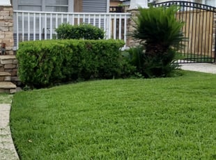 Bush Trimming by Kimberly Gonzales-Franco for Melanie T. in Houston, TX