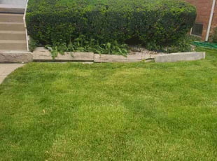 Bush Trimming by Eduardo Flores for Ricardo R. in Chicago, IL
