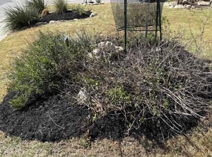 Mulching by Miguel Delgado for Stacie S. in Boerne, TX
