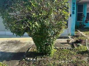 Bush Trimming by Harold Cummings for B. in Palm Bay, FL