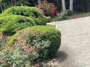 Bush Trimming by Silvia Perez Bautista for Anthony O. in Canton, GA