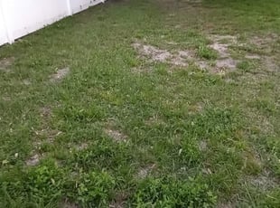 Leaf Removal by Cari Butler for Jarrett C. in Lutz, FL