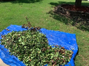 Bush Trimming by William Elliott for Michael F. in Clayton, NC
