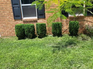 Bush Trimming by Anthony Parsons for Julia S. in Chesapeake, VA