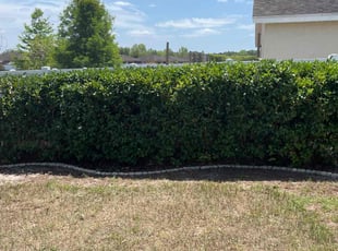 Bush Trimming by Thomas Niederhelman for Alex D. in Brooksville, FL