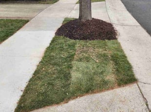 JD P.'s Lawn Care service result