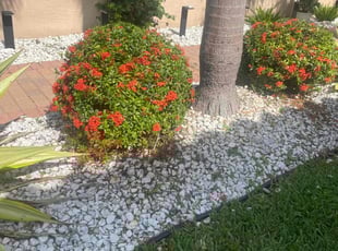 Frank L.'s Bush Trimming service result