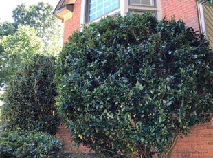 Bush Trimming by Hugo lopez for Kristi T. in Marietta, GA